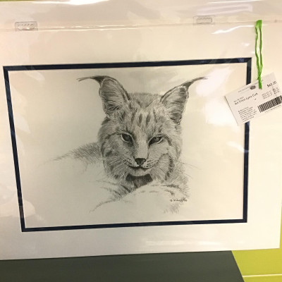 Art Print  Lynx Cub