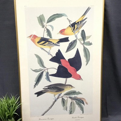 Art Print “Louisiana Tanager” & “Scarlet Tanager”