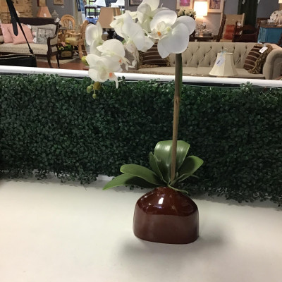Orchid in a Vase