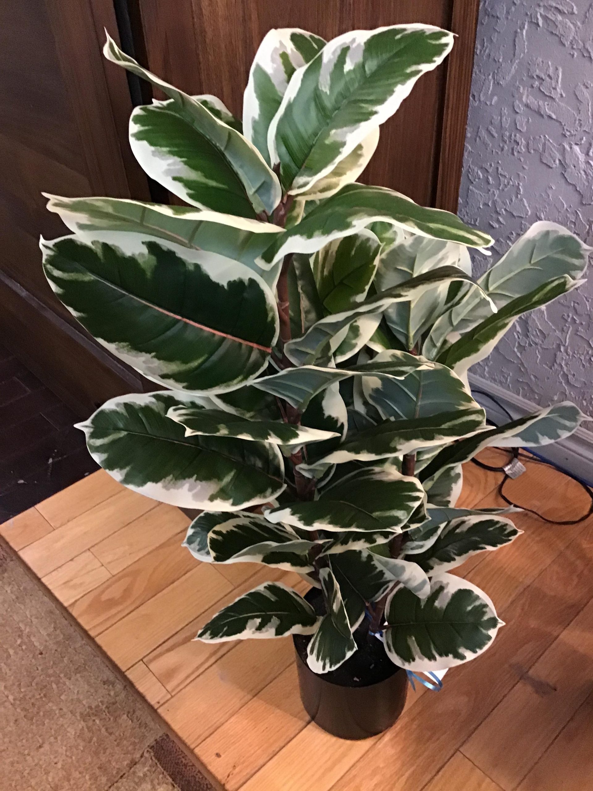 Faux Variegated Rubber Tree
