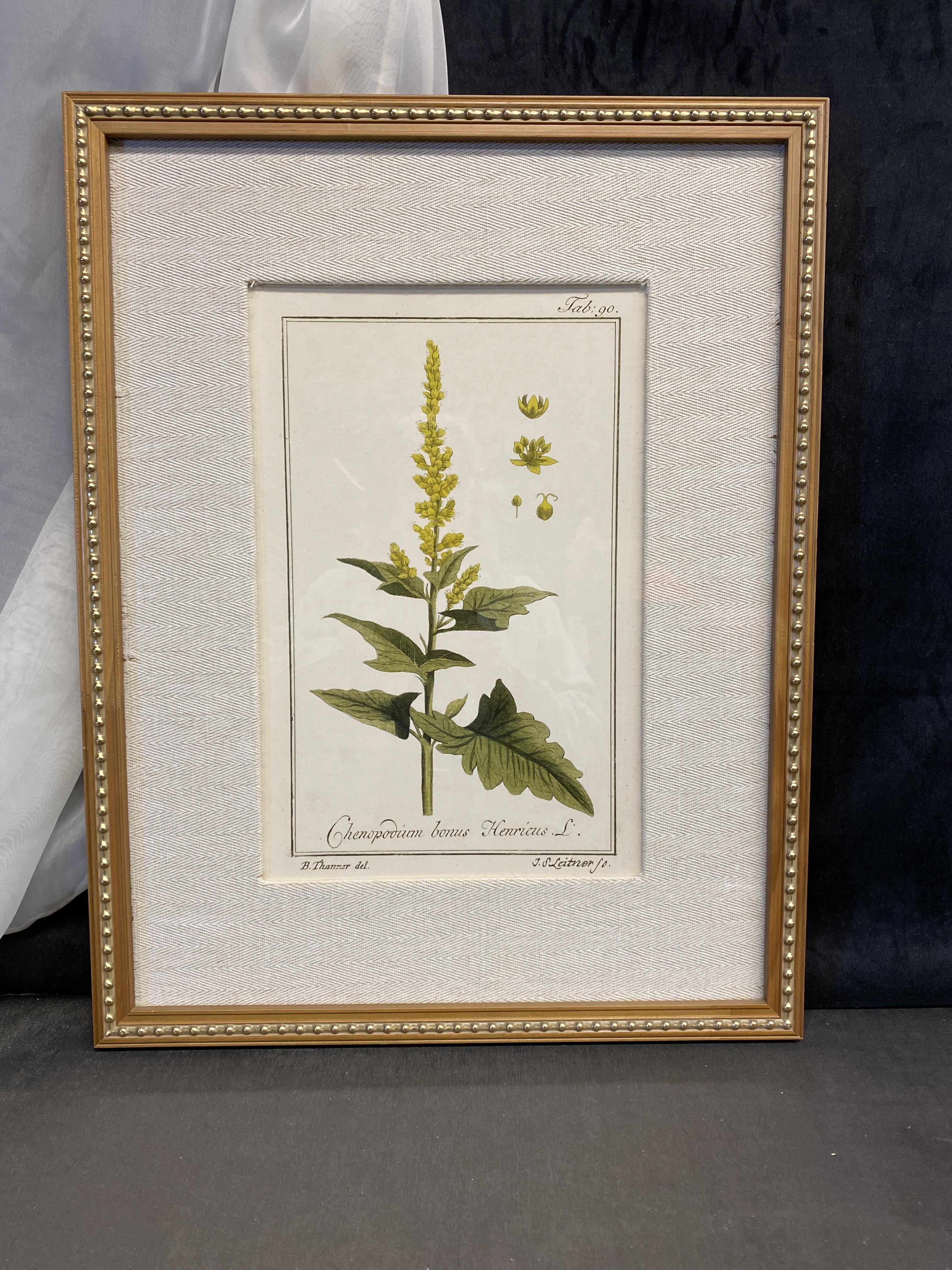 Uttermost Framed Botanical Print -1