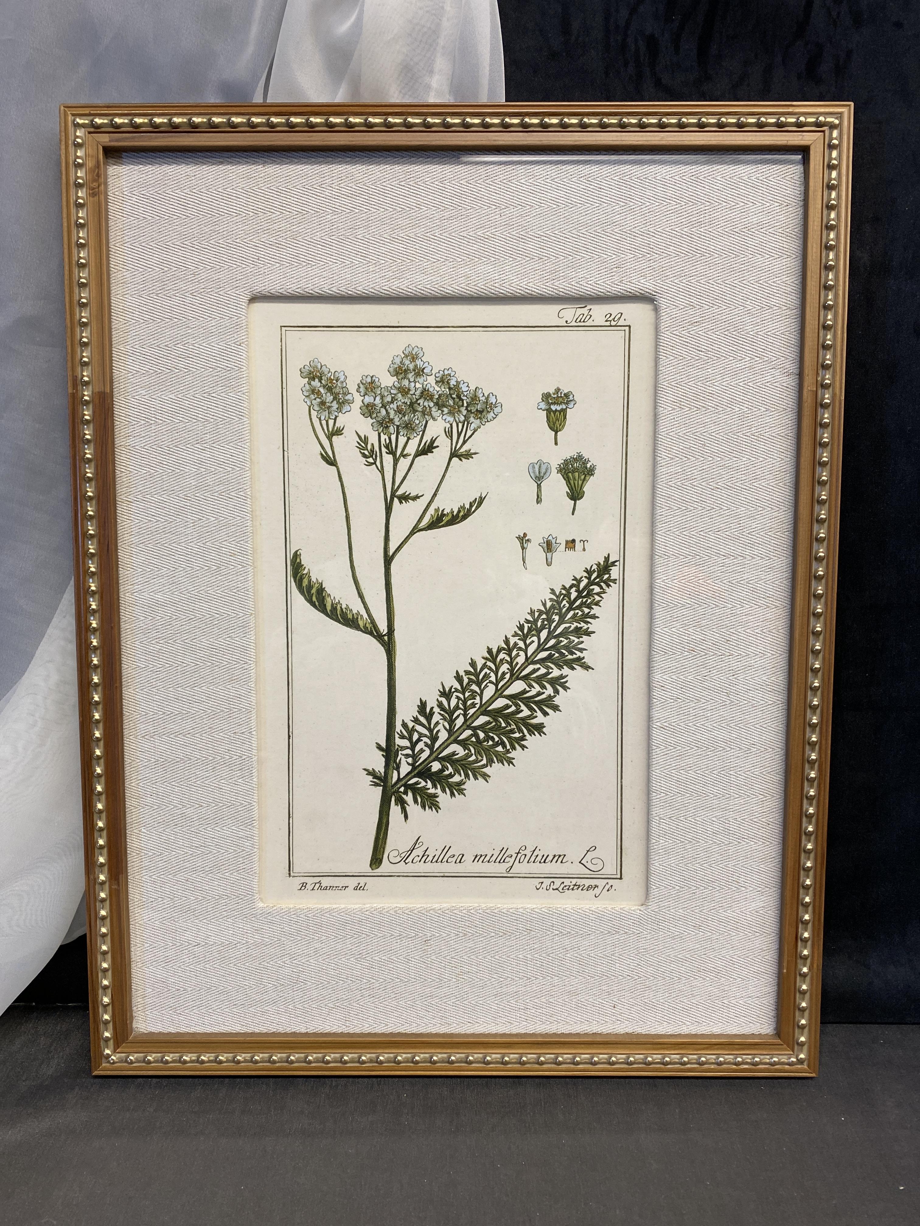 Uttermost Framed Botanical Print -2