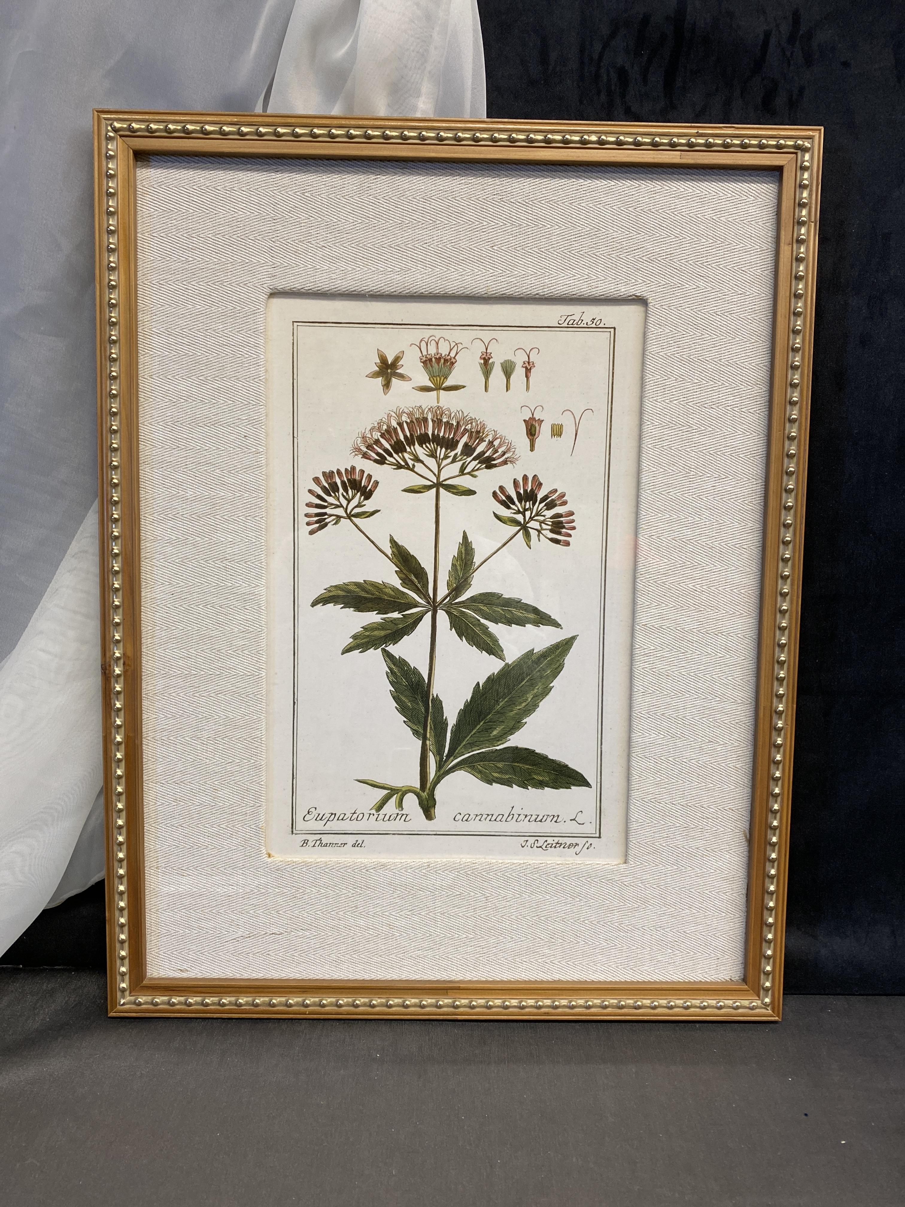 Uttermost Framed Botanical Print -3