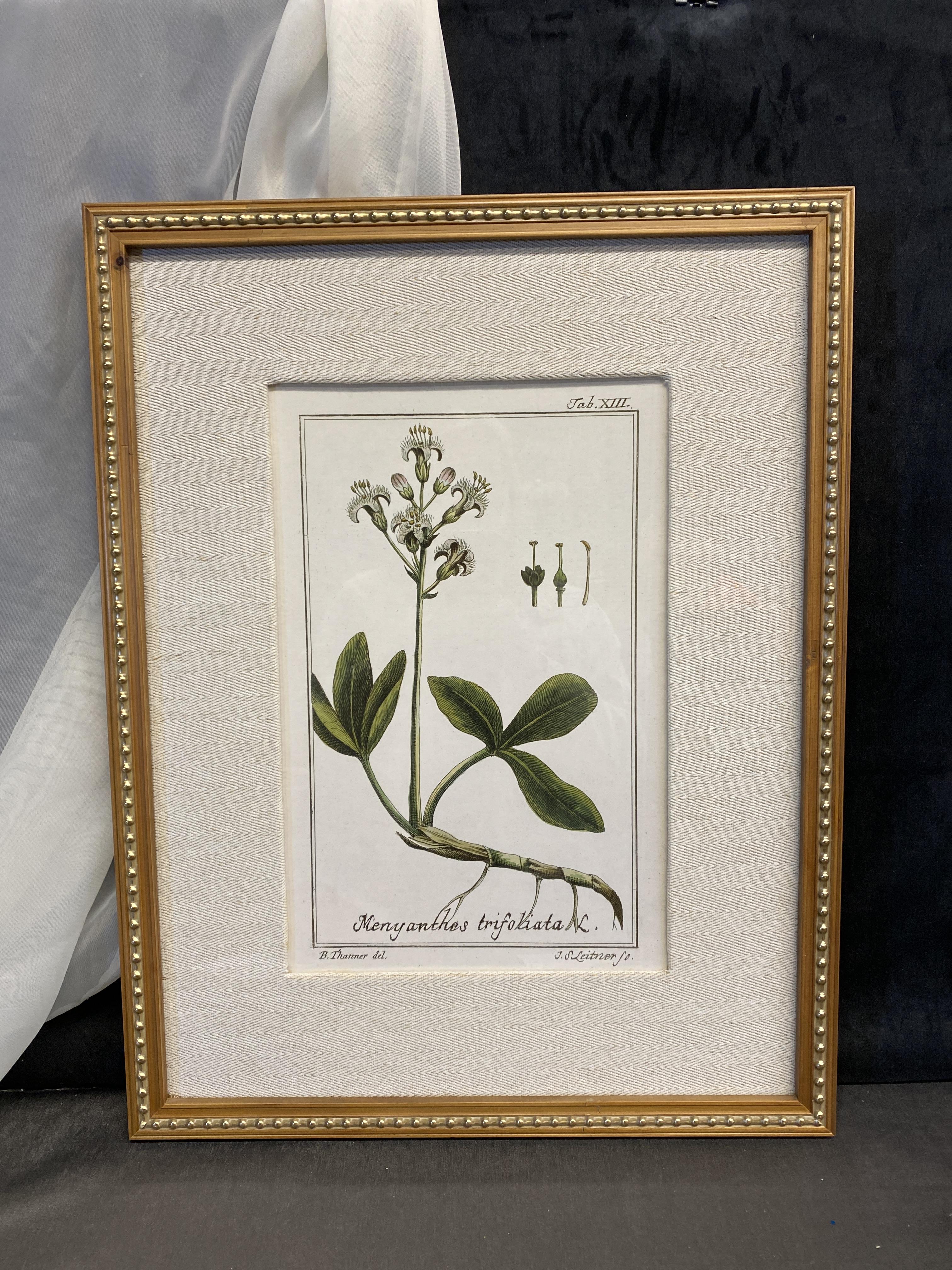 Uttermost Framed Botanical Print – 4