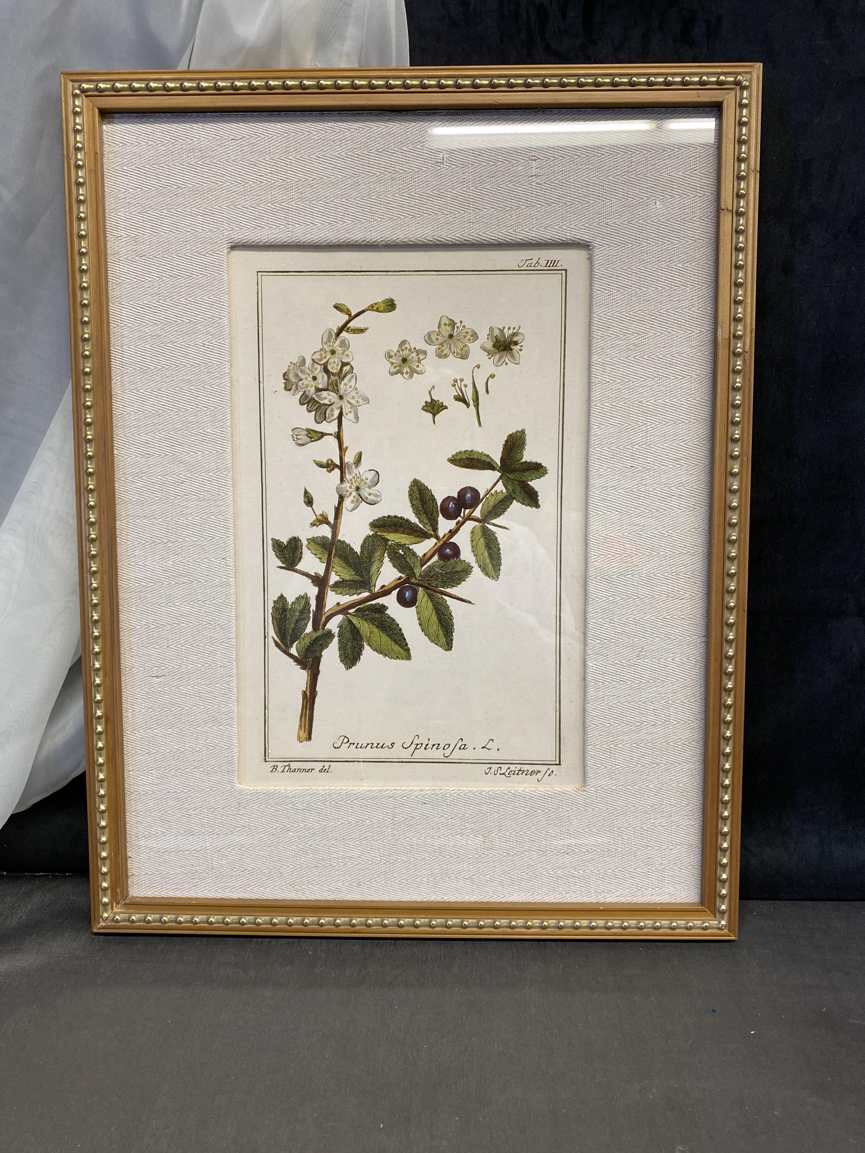 Uttermost Framed Botanical Print – 5