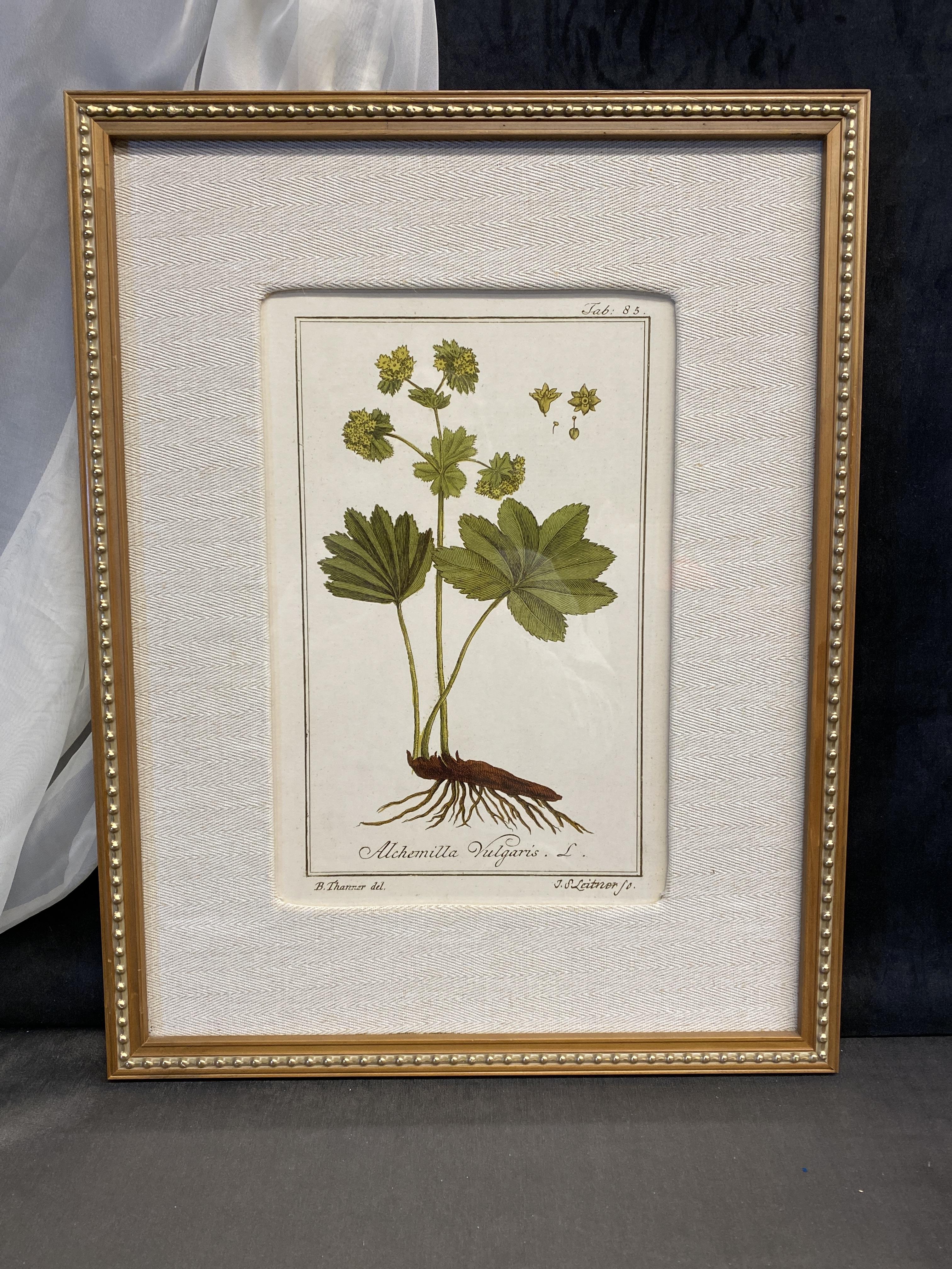 Uttermost Framed Botanical Print – 6