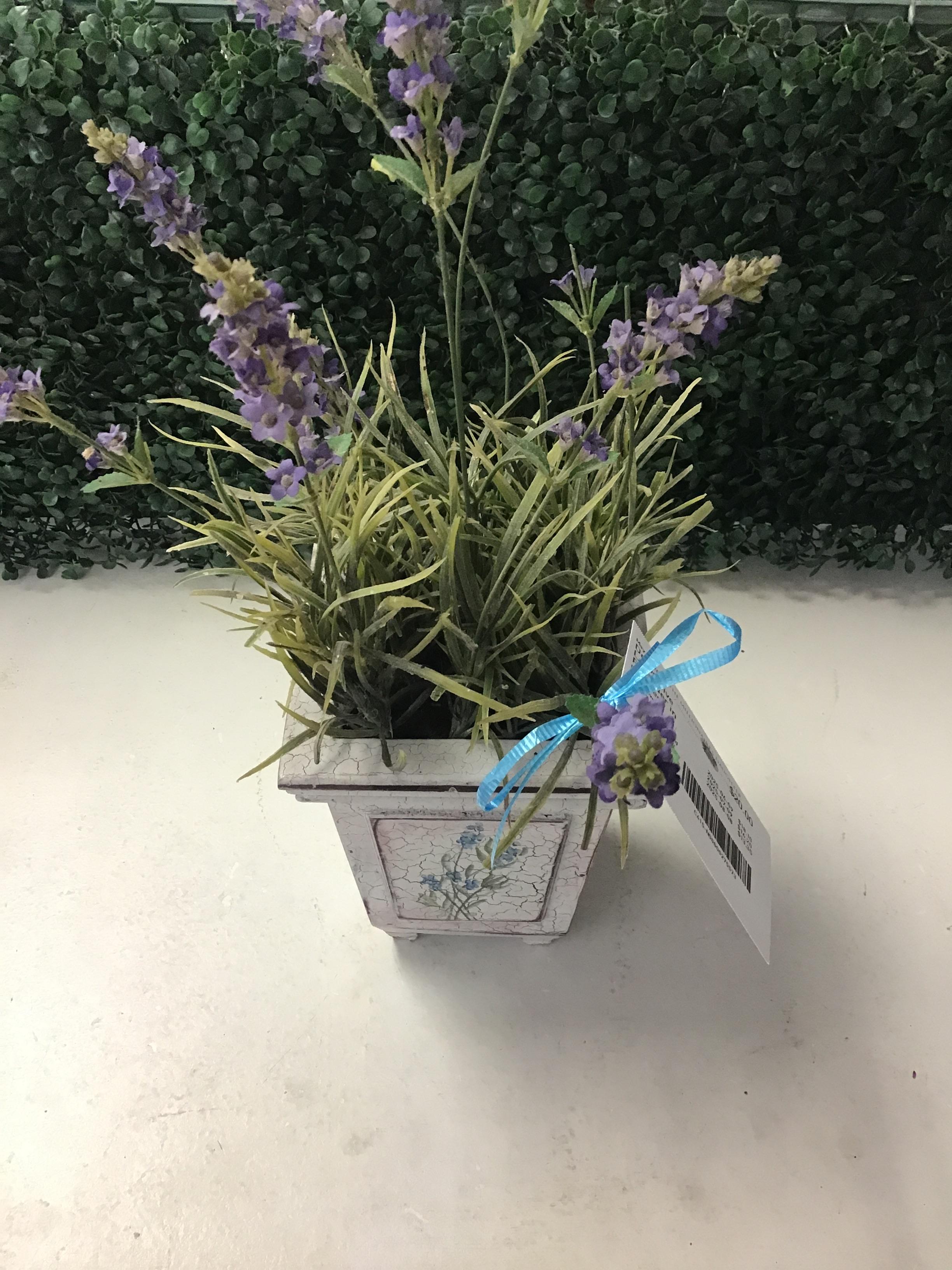 Decorative Lavender in Planter