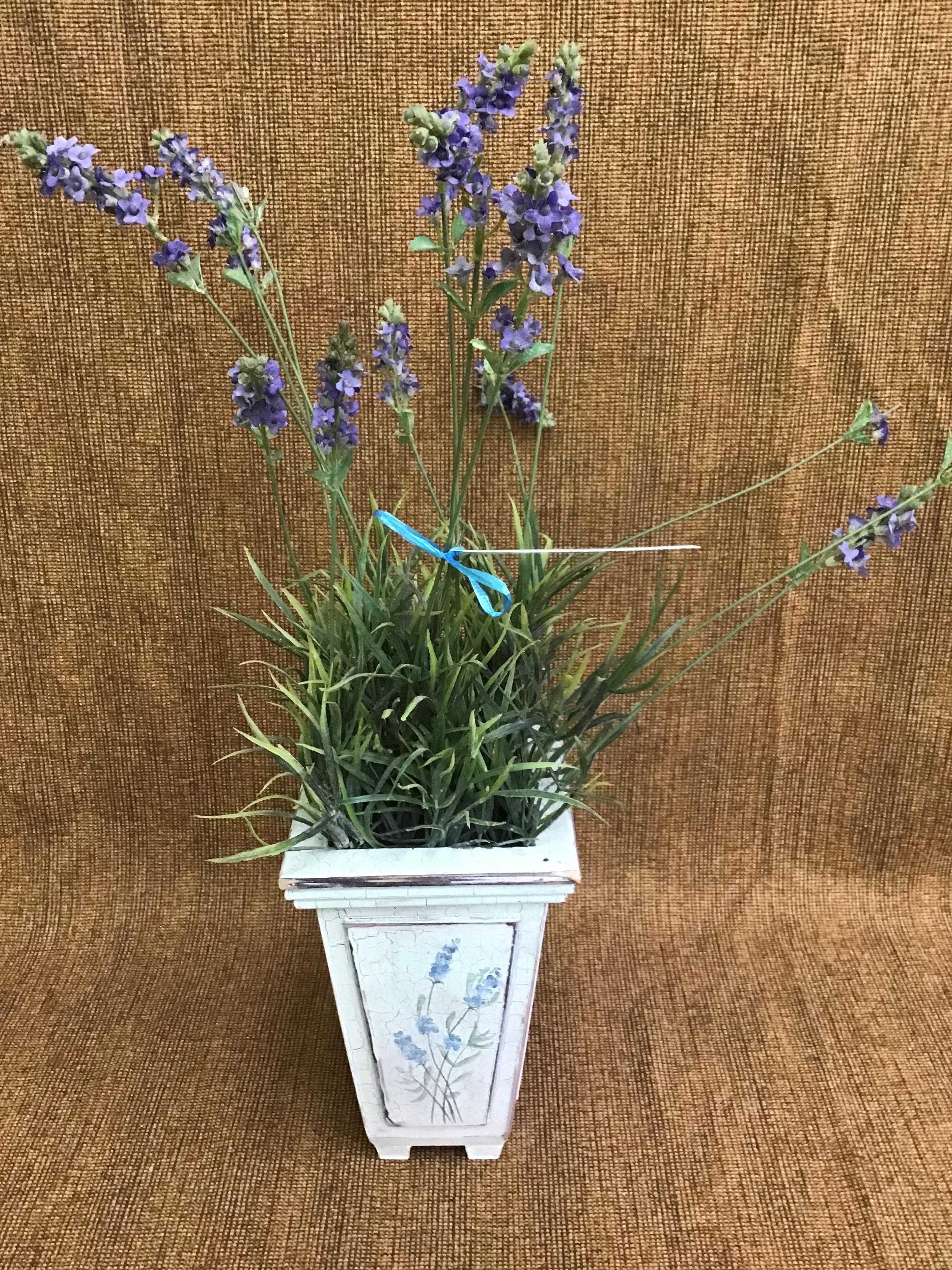 Decorative Lavender in Planter