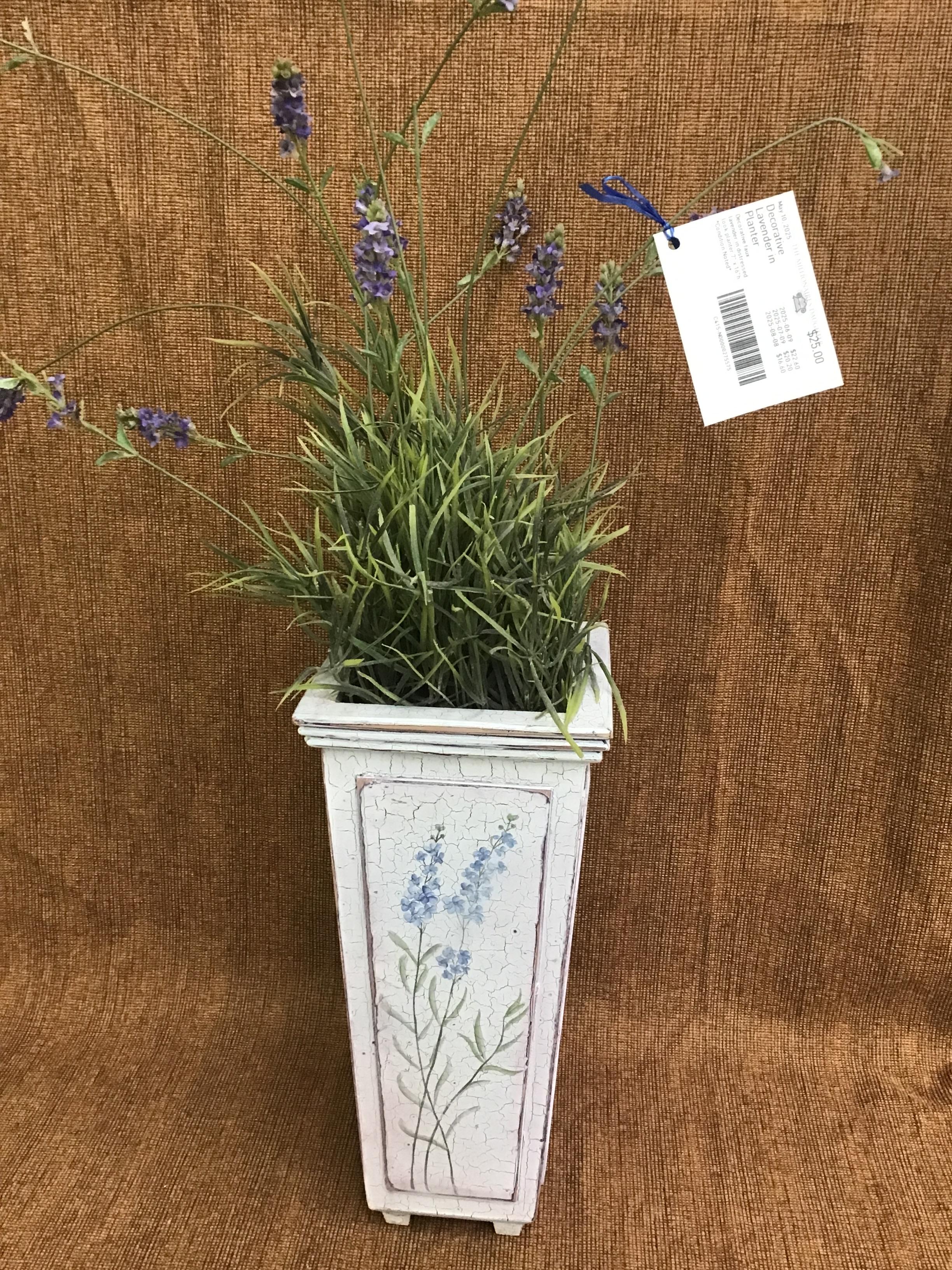 Decorative Lavender in Planter
