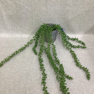New! Faux String of Pearls w Metal Planter