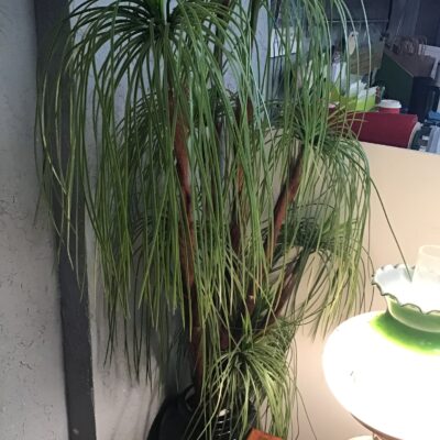 Faux Palm Tree in Ceramic Planter