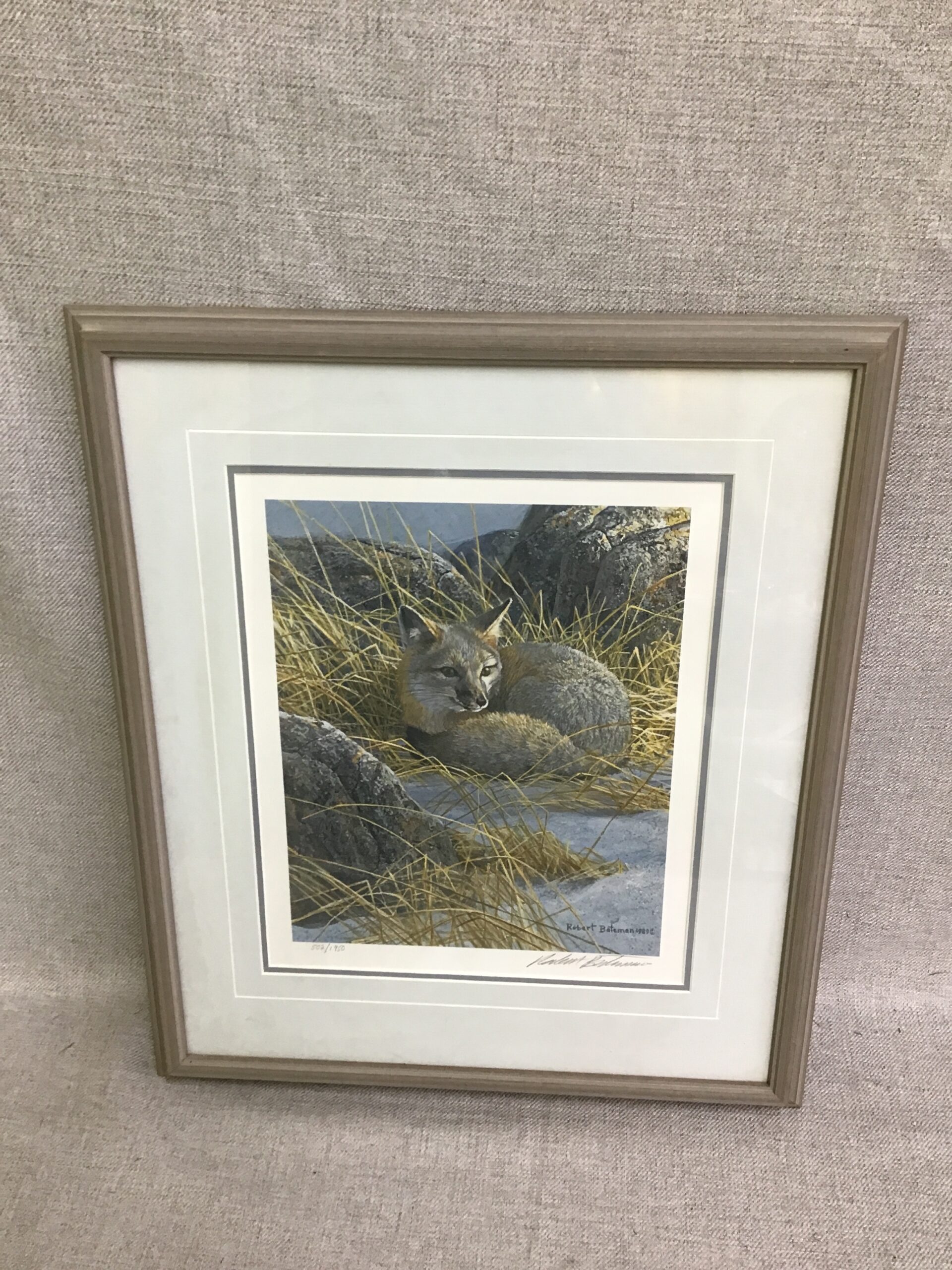 Robert Bateman Print ‘Curled Up – Swift Fox’
