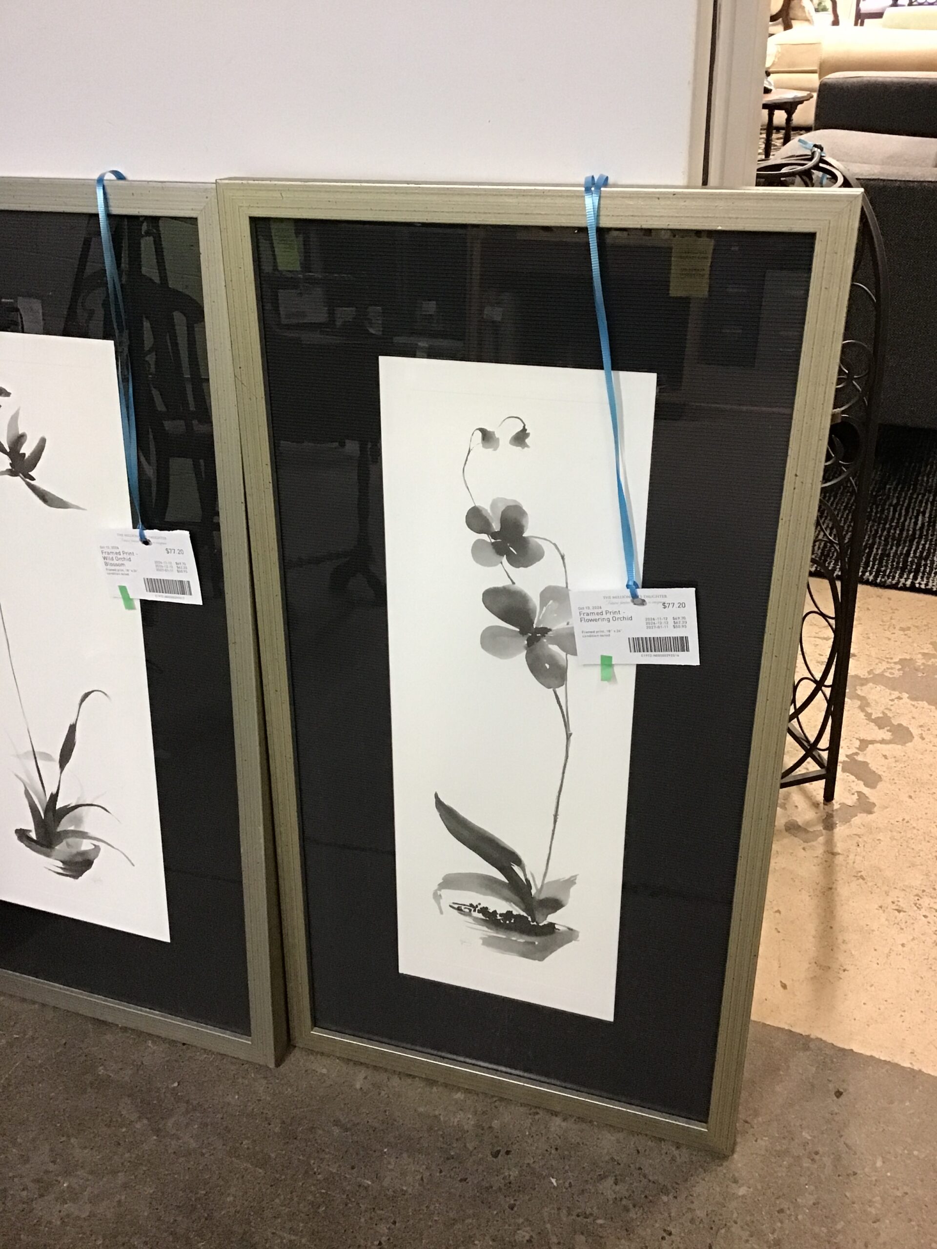 Framed Print – Flowering Orchid