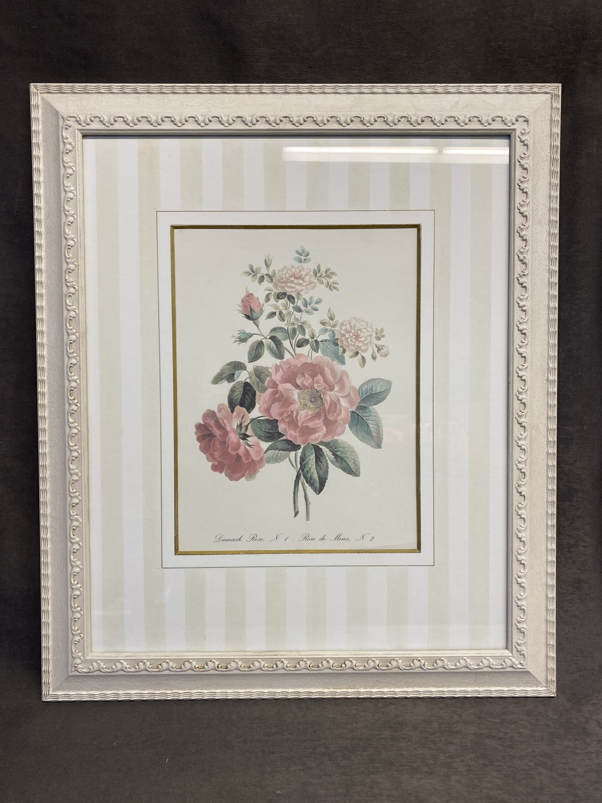 Framed Print – Damask Rose